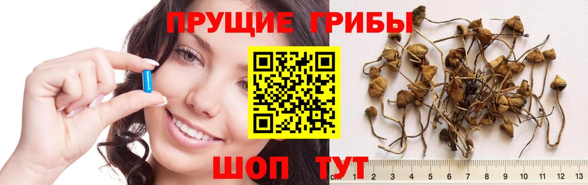Псилоцибиновые грибы Psilocybine cubensis Северобайкальск